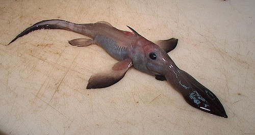 Chimaera Fish