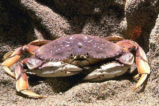 Crab Photo