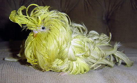 Feather Duster Parakeet Photo