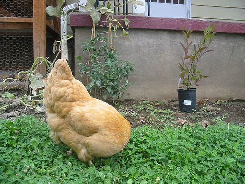 Headless Chicken Photo