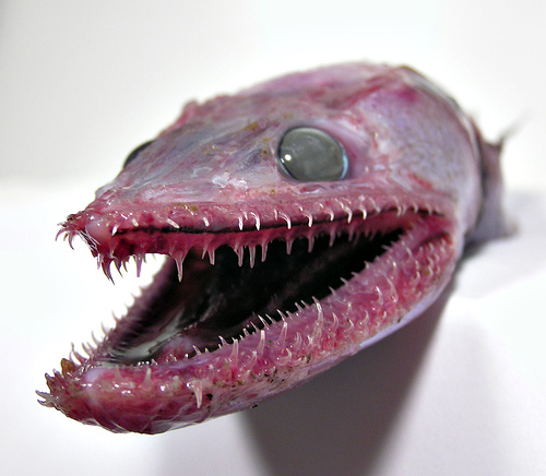 lizardfish, deep sea