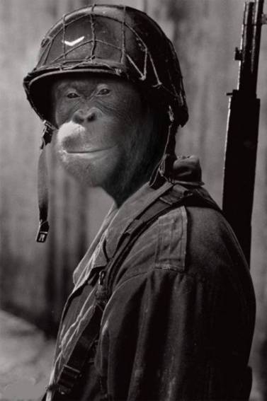 Funny Photo of a Monkey Dressed as a Soldier