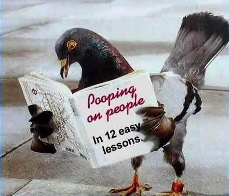 Funny photo of a Pigeon reading a Pooping On People Book 