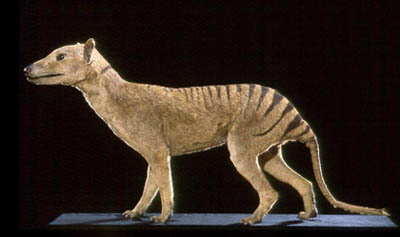 Tasmanian Wolf (Thylacine)