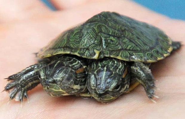 Two Headed Turtle Photo