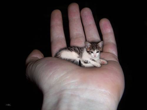 very small cat