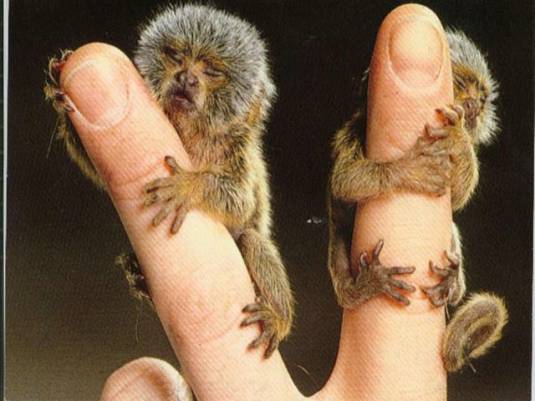 Very Small Monkeys