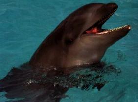 Wolphin Photo