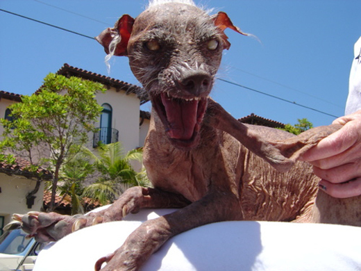 Worlds Ugliest Dog Contest Photo