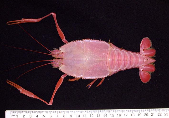 Blind Lobster Deep Sea