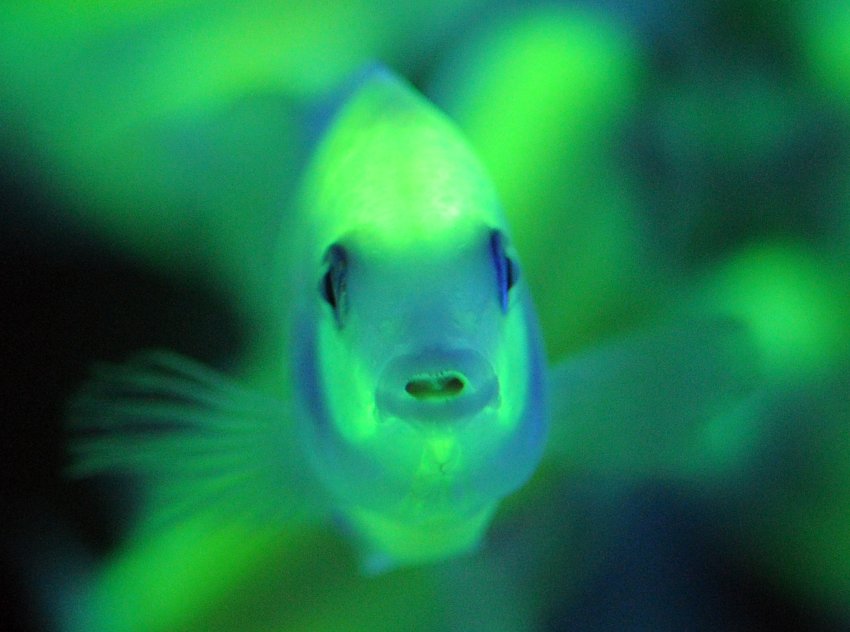 Glow In The Dark Fish
