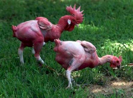 featherless chicken