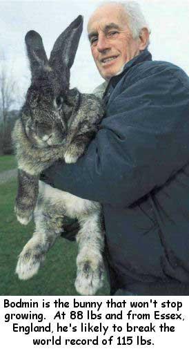 88 Pound Record Bunny