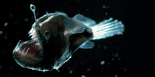 Deep Sea Anglerfish Photo