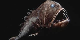 Fangtooth Fish Photo