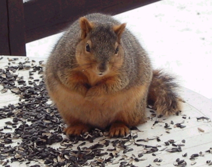 Fat Squirrel Photo