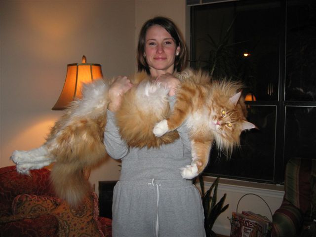 One of the world largest cats