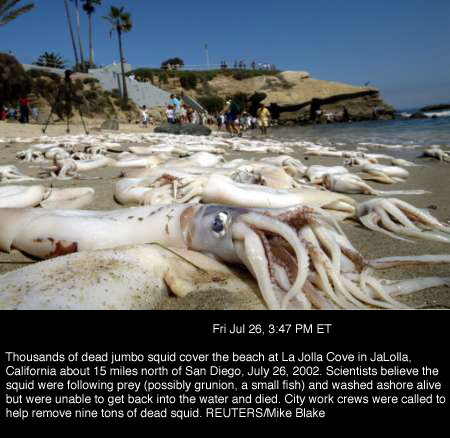 Giant Squid Photo