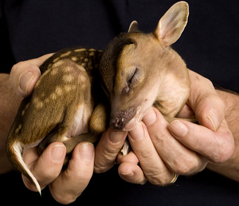 Leaf Muntjac (Leaf Deer)