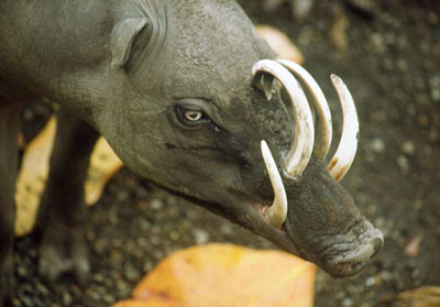 Babirusa Wild Pig