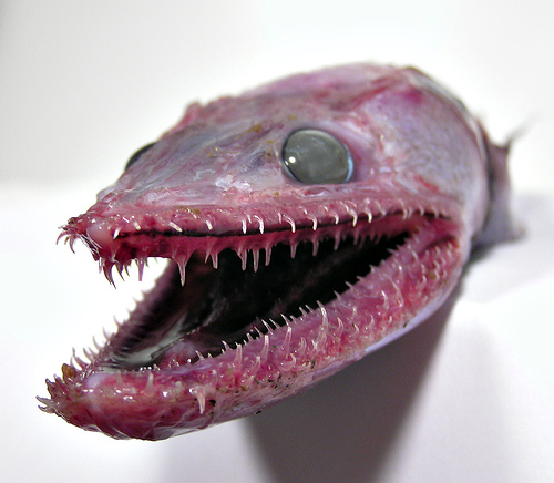 Lizard Fish Deep Sea