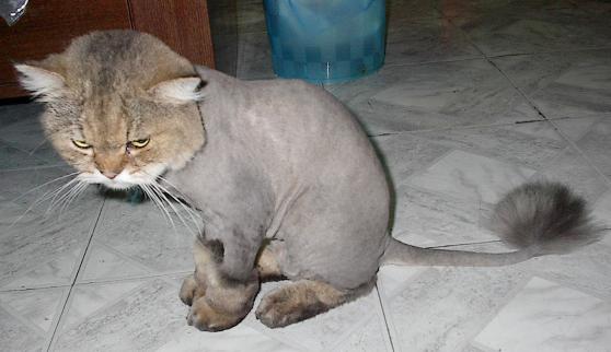 Loin Shaved Cat Photo