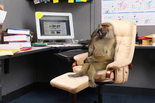 Funny Photo of a Monkey at a Desk doing Business