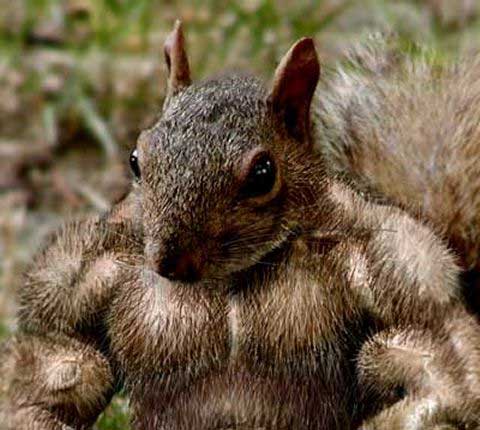 Muscular Squirrel Photo