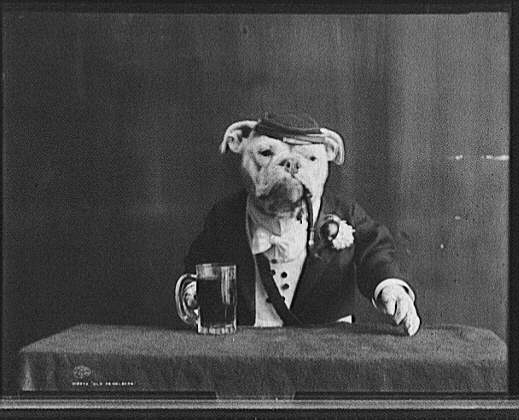 Funny Animal Photo of a Old Soldier Dog