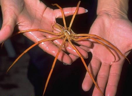 giant sea spider like organism in antarctic waters