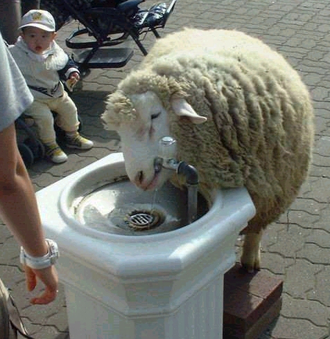 Sheep Drinking from a Water Fountain