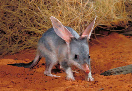 Bilby Animal