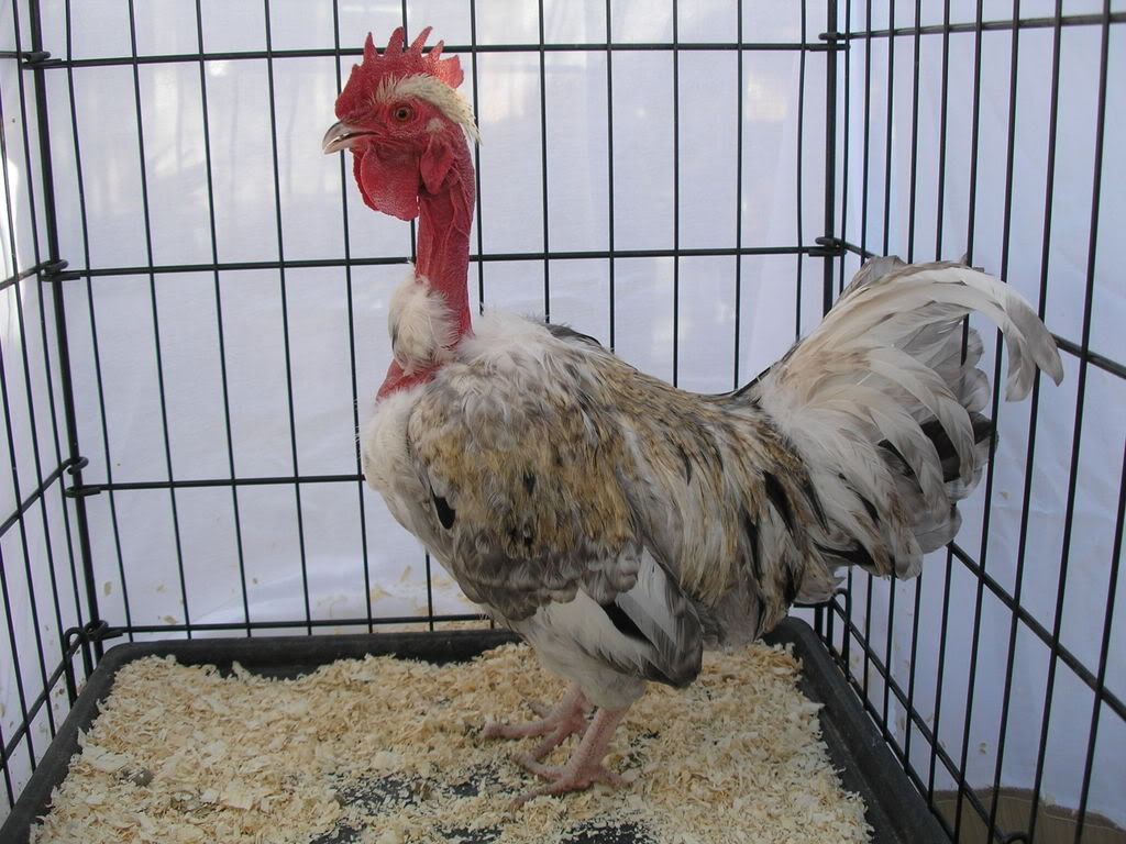 Turken Unusual Animal