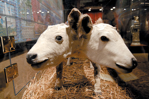 Two Headed Calf Photo