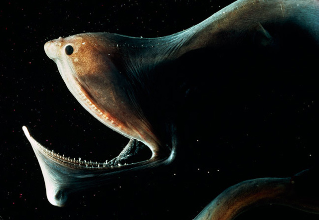 Umbrella Mouth Gulper Eel Photo