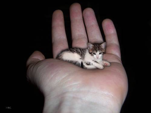 miniature cat