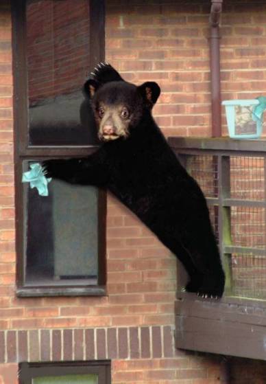 Window Washing Bear